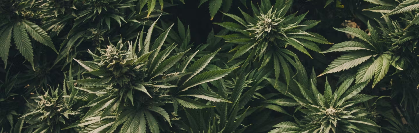 Cannabis and the Gender Gap: How Men and Women Use It Differently